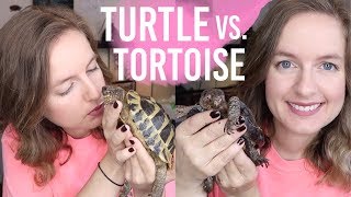 Turtle vs Tortoise? Which Do I Prefer?