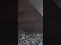 The Bunny under our shed