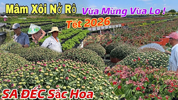 SA ĐÉC Đón Xuân 2026 Hàng Ngàn Chậu Cúc Mâm Xôi Khoe Sắc, Nông Dân Vừa Mừng Vừa Lo
