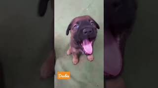 Meet Our 8 Pitbull-German Shepherd Mix Pups!! They're 5 Weeks Old!! ❤️ 1/30/2024 #puppy #shorts