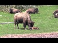 The Last Baby Bison (Buffalo) Birth in Yellowstone in 2011