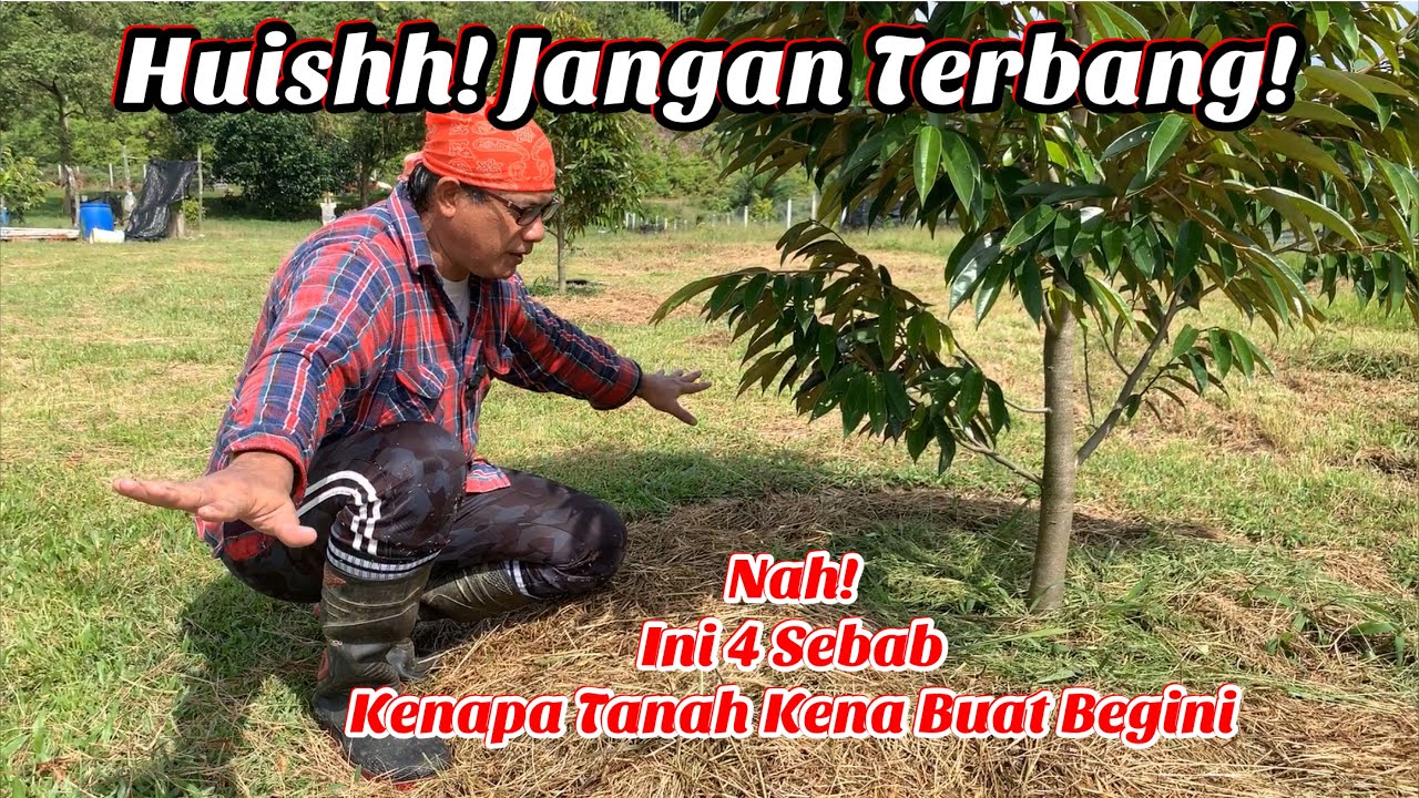 4 Sebab Kenapa Tanah Bawah Kanopi Perlu Jadi Begini - Pokok Jadi Cepat Besar Dan Subur