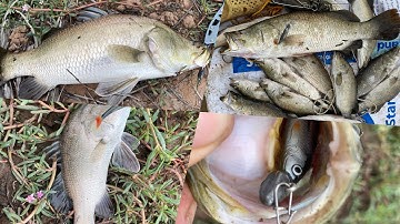 Thử nguyên ngày câu lure cá chẽm với mồi mềm lòng tong thái Lan | bão cá