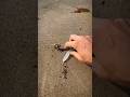 Rescuing Real Life SpongeBob And Squidward Shorts 