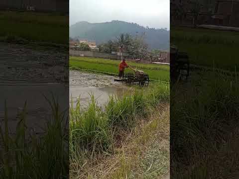 Video: Siapa yang membajak sawah?