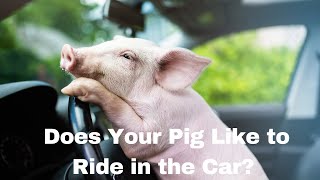 Unlock Your Pet Pig's Travel Potential: The Ultimate Guide for Car Trips