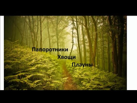 Папоротник, хвощи, плауны