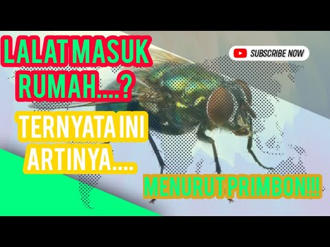 Video: Siapa yang lalat rumah makan?