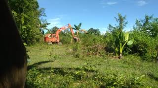 #Hitaci #UHO63 Cara Cepat Bersihkan Kebun Pisang