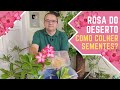 Rosa do deserto: colhendo sementes + dicas de cultivo