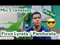 Por fin tengo éxito con mi Ficus Lyrata o Pandurata | Mis 5 consejos.