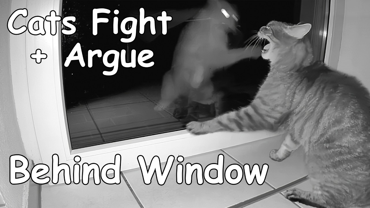 Window Fight Cats fight and argue behind Window - YouTube