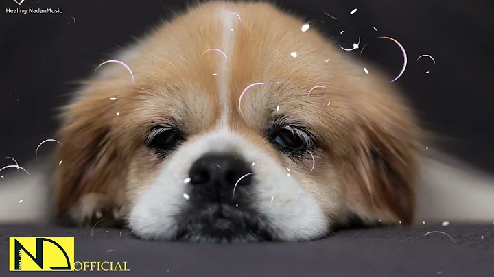 Relaxing Dog Music  Separation Anxiety Music for D...