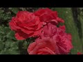 Lakeside Garden in Bloom