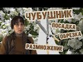 Агротехника, посадка обрезка и размножение чубушника, советы питомниковода