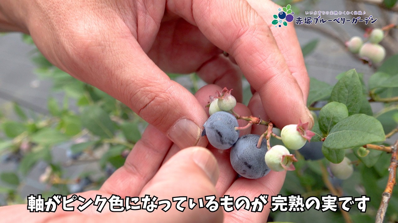 赤塚ブルーベリーガーデン Akatsuka Blueberry Garden
