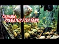 Cinematic Predator Fish Tank