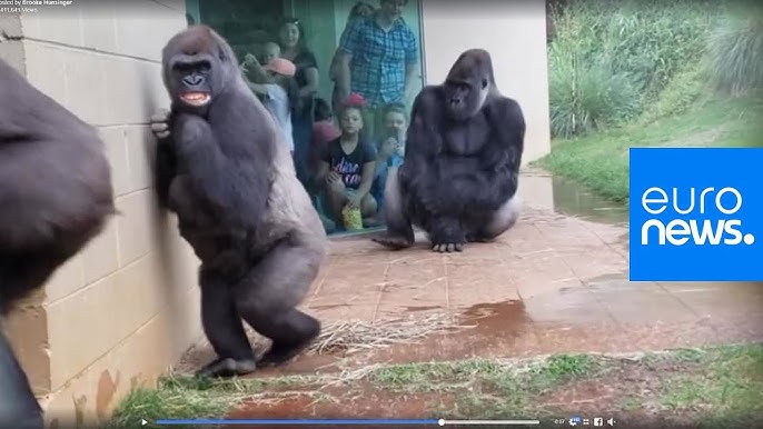 Juno the Beluga, Zola the Gorilla, More Musical Mammals: Watch Video