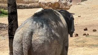 The elephant Terra Natura Benidorm #elephant #natura #benidorm