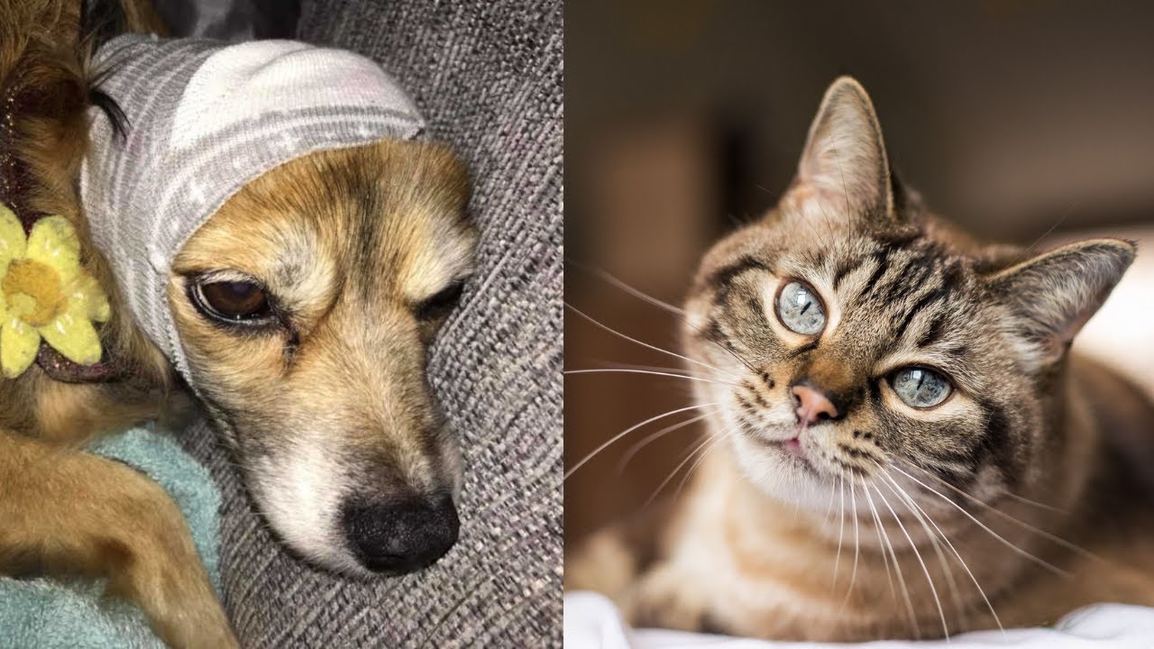 Cute TikTok Pets that Will 100% Make You Day Better 🥰 Pets School - YouTube