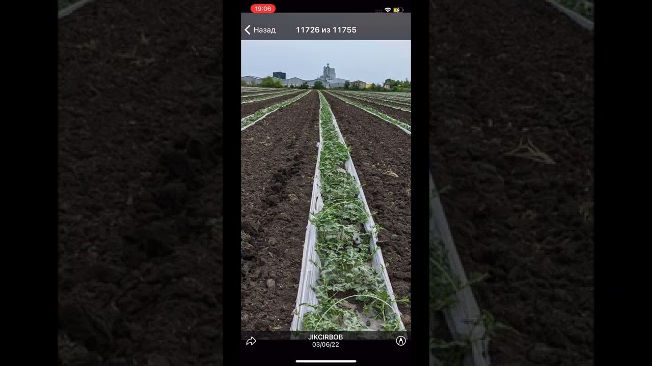 Бахчевая тля уничтожит урожай без обработок - YouTube