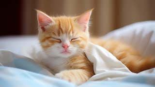 Music for Nervous Cats  Soothing Cat Music for Deep Relaxation, Sleep, and Comfort