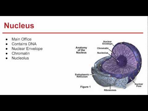 ch.-7-cell-structure-and-function