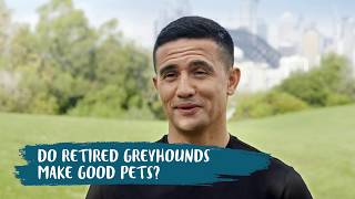 GAP NSW Tim Cahill Series - Do greyhounds make great pets? by Greyhounds As Pets 530 views 4 years ago 16 seconds