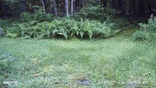 bobcat by Peter Hurley 74 views 10 years ago 21 seconds