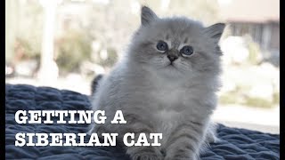 Getting a Siberian Cat