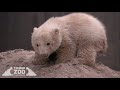 New polar bear cub  toledo zoo