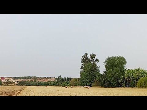 بدأت قناة أشرف اطلس بث ا مباشر ا من المرعى اساس النجاح في تربية الغنم الاستمرار الصبر المراق