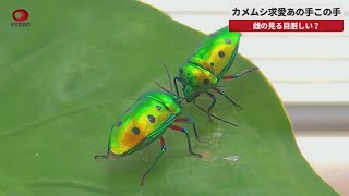 カメムシ求愛あの手この手