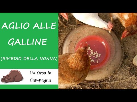 Video: Polli e tempo freddo: cura per i polli in inverno