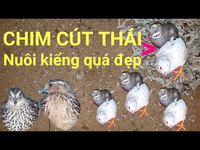 3 Triệu đồng khởi nghiệp mô hình nuôi chim cút kiểng | King Quail - YouTube