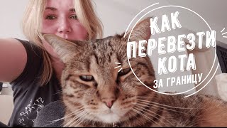 Как перевезти кота за границу?| Ветеринарный паспорт| Свидетельство| Перелет с котом