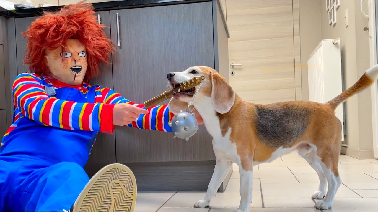 Chucky Surprises My Dog - YouTube
