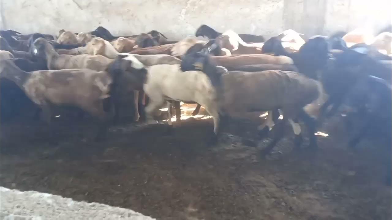 Мальцев Орест Гиссарский хребет
