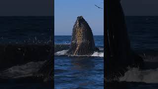 Humpback Eating Thousands Of Anchovies!