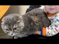 娘が猫の毛をガシガシ引っ張ります。でも猫はそれが嫌いではないようですw