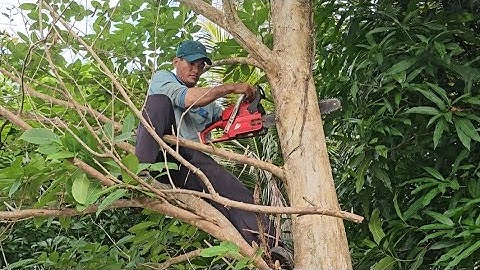 Cưa  cây  tràm  bông  vàng  với  cây  bằng  lăng .Cưa  cây  kỷ thuật cao