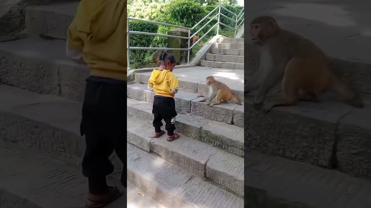 monkey kicks the girl 😂