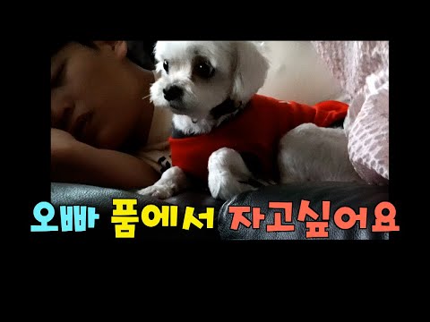 [말티즈] 558탄.오빠 품에서 자고 싶은 말티즈