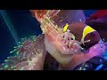 4k  relaxing music and underwater  scenery to relieve stress and anxietyfishlaw1