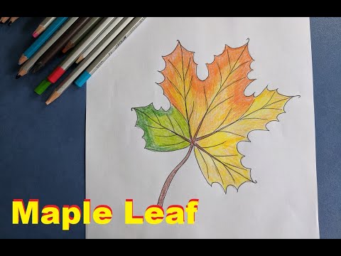 Как нарисовать кленовый лист | How to draw a maple leaf