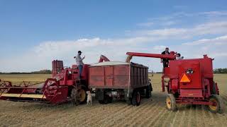 Harvest 2022 With Old Combines