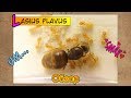 Жёлтый земляной муравей ЛАЗИУС ФЛАВУС // Lasius Flavus // Обзор