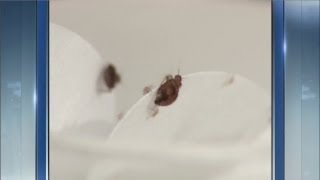 Cleveland make bedbug infestation list