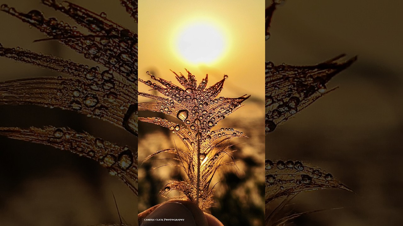 How to captur close up dew drops🔥in mobile photography using pro 📸 mode IlTips And Tricks 