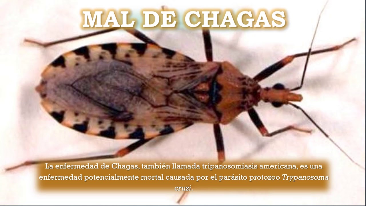 trypanosoma patologia trypanosoma patologia